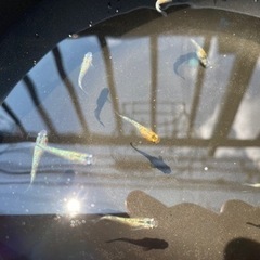 天界×宮桜　若魚5匹の画像