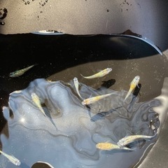天界×宮桜　若魚5匹の画像