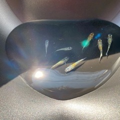 天界×宮桜　若魚5匹の画像