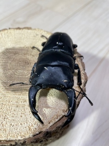 オオクワガタ