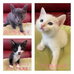 ★里親様✨募集致します★花川エリア子猫2匹