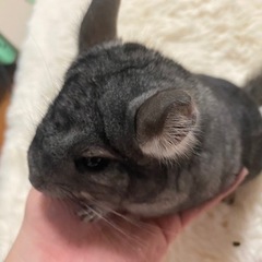 【交渉中】9/9更新　小動物　チンチラ　グレー　3ヶ月半など　沢...