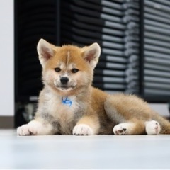 秋田犬子犬産まれてます