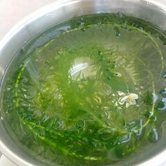 アナカリス【水草】
