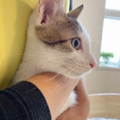 あつい視線に思わずばきゅん！さくらもちちゃん♡ - 島原市