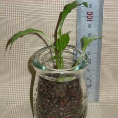 ミニ観葉植物　スパティフィラム　テーブル観葉の画像