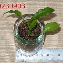 ミニ観葉植物　スパティフィラム　テーブル観葉の画像