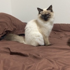 避妊手術済み　♀ 1歳にならないくらい