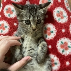 ねむちゃん（再募集）