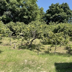 約1500坪の栗畑の栗です！の画像