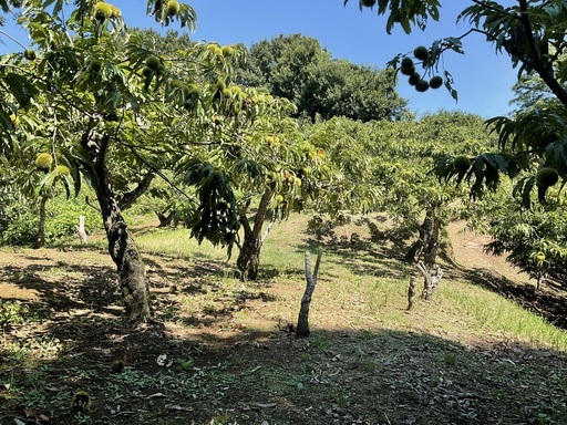 約1500坪の栗畑の栗です！