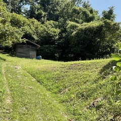 約1500坪の栗畑の栗です！の画像