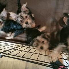 ヨーキー友達募集してます。 - つくば市