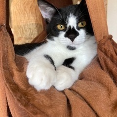 お鼻が印象的♡♡黒白子猫🐱里親募集