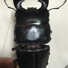 クワガタ虫好きな方、ブリードしてる方など宜しくお願いします。