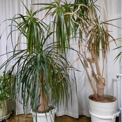 大型観葉植物 4鉢 取りに来ていただける方☆