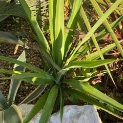 ユッカエレファンティペス