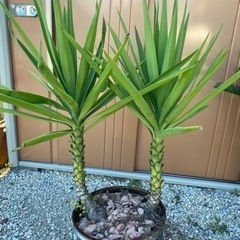 取り引き済 ユッカエレファンティペス  Ｗヘッド 値下げ3000...