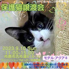 ねこけん🐈️千葉支部保護猫譲渡会開催しますよ☺️