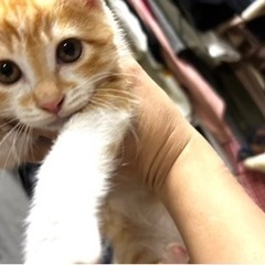 3、4ヶ月程の猫ちゃんです