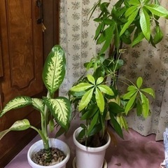 無料 大型観葉植物 店舗などにおすすめ 