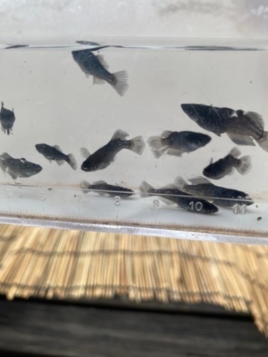 メダカセット?
