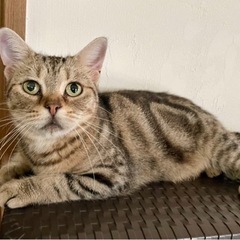 アメリカンショートヘアのレミちゃん　