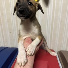 ⭐︎①里親さん希望者様⭐︎最後の子犬になります⭐︎