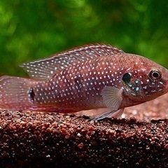 熱帯魚　レッドジュエルフィッシュ
