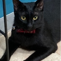 飼い主さんが飼育不可能なために里親募集です。