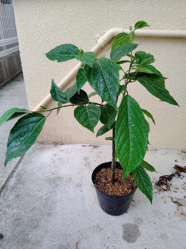 イランイラン苗木 　発蕾　観葉植物
