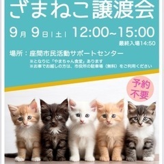 9/9 参加メンバー決定！ざまねこ譲渡会 座間市民活動センター　...