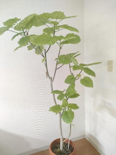 ★早い者勝ち★最終値下★【観葉植物】フィカス ウンベラータ 10号
