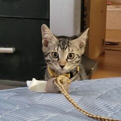 今年の5月生まれ　リザ(メス)　ありがとうございました。