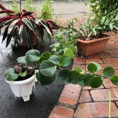 【無料で差し上げます】観葉植物　鉢、受け皿付き　7つセット