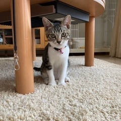 ★温かいご家庭に譲渡決まりました★