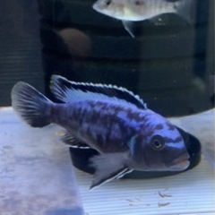 セール中　アフリカンシクリッド  Pseudotropheus msobo Magungaワイルド約5センチメス　熱帯魚の画像