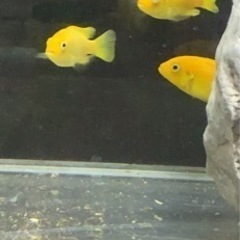 セール中　アフリカンシクリッド  Pseudotropheus msobo Magungaワイルド約5センチメス　熱帯魚の画像