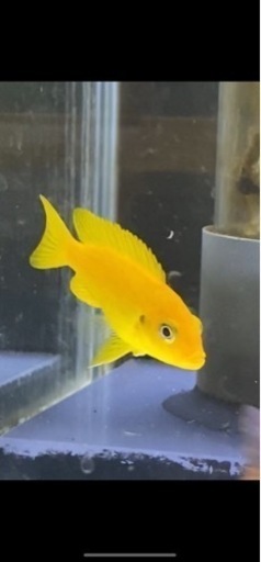 セール中　アフリカンシクリッド  Pseudotropheus msobo Magungaワイルド約5センチメス　熱帯魚