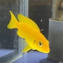 セール中　アフリカンシクリッド  Pseudotropheus ...