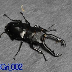 ギラファノコギリクワガタ（ジャワ産）単品_♂83mmNo. 23...