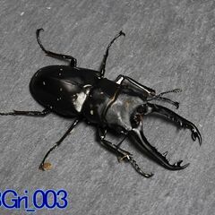 ギラファノコギリクワガタ（ジャワ産）単品_♂79.5mm　No....