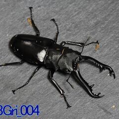 ギラファノコギリクワガタ（ジャワ産）単品_♂86mm　No. 2...