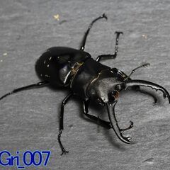ギラファノコギリクワガタ（ジャワ産）単品_雄67mmNo. 23...