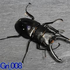 ギラファノコギリクワガタ（ジャワ産）単品_雄69mm(雄雌ペア)...