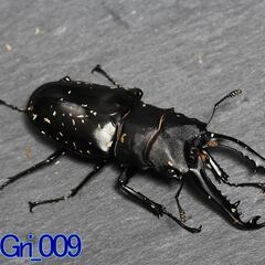 ギラファノコギリクワガタ（ジャワ産）雄81mm(雄雌ペア)※雄難...