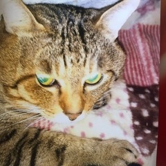 急募です。来週月曜日までしか猶予がありません。