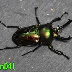 ニジイロクワガタ　長歯_オス1、メス1のペア　No.23Pm041