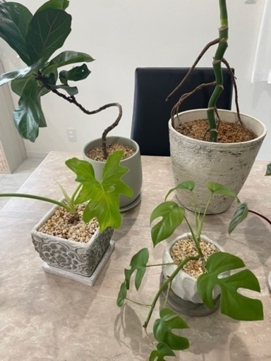観葉植物7鉢セット　小鉢　大鉢
