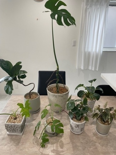 観葉植物7鉢セット　小鉢　大鉢